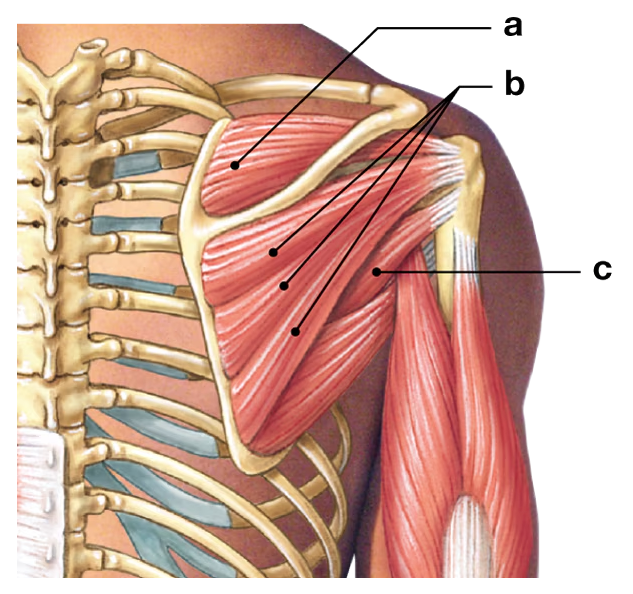 Posterior view of the shoulder showing three labeled rotator cuff muscles with attachment points on the scapula and humerus.