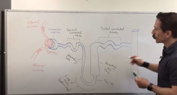 Nephron Components | Renal System