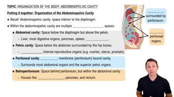 Organization of the Abdominopelvic Cavity