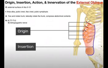 Abdominal Muscles | Origins, Insertions, Innervations, Actions