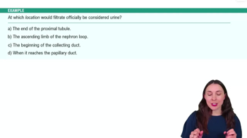 The Nephron Example 4