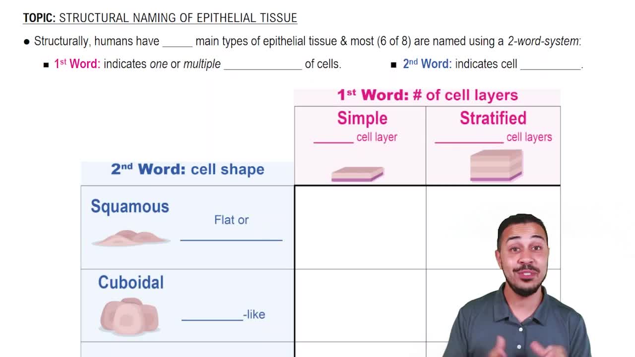 Structural Naming of Epithelia