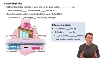 External Respiration