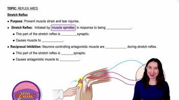 Stretch Reflex