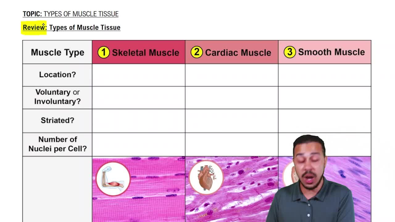 Review of Types of Muscle Tissue