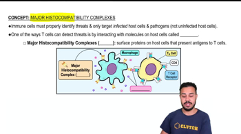 Major Histocompatibility Complexes