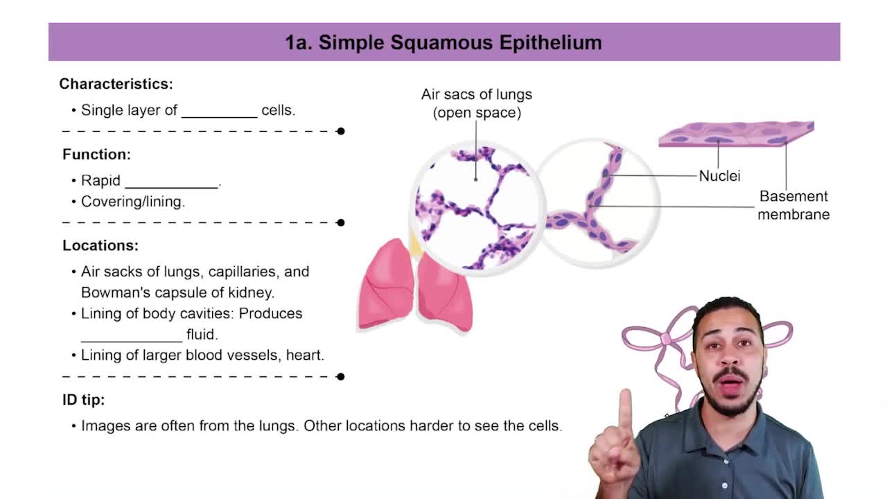 Which features of simple squamous epithelium makes it ideal for r