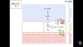 The Kidney's Role in Acid Base Balance