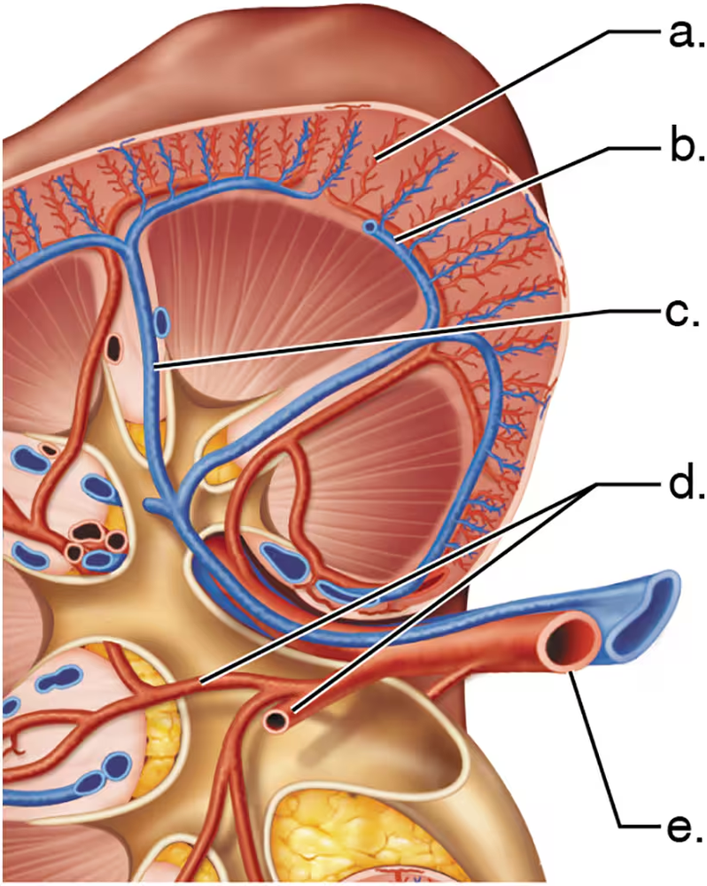 Illustration of kidney anatomy with labeled blood vessels, including the renal artery, for educational matching activity.