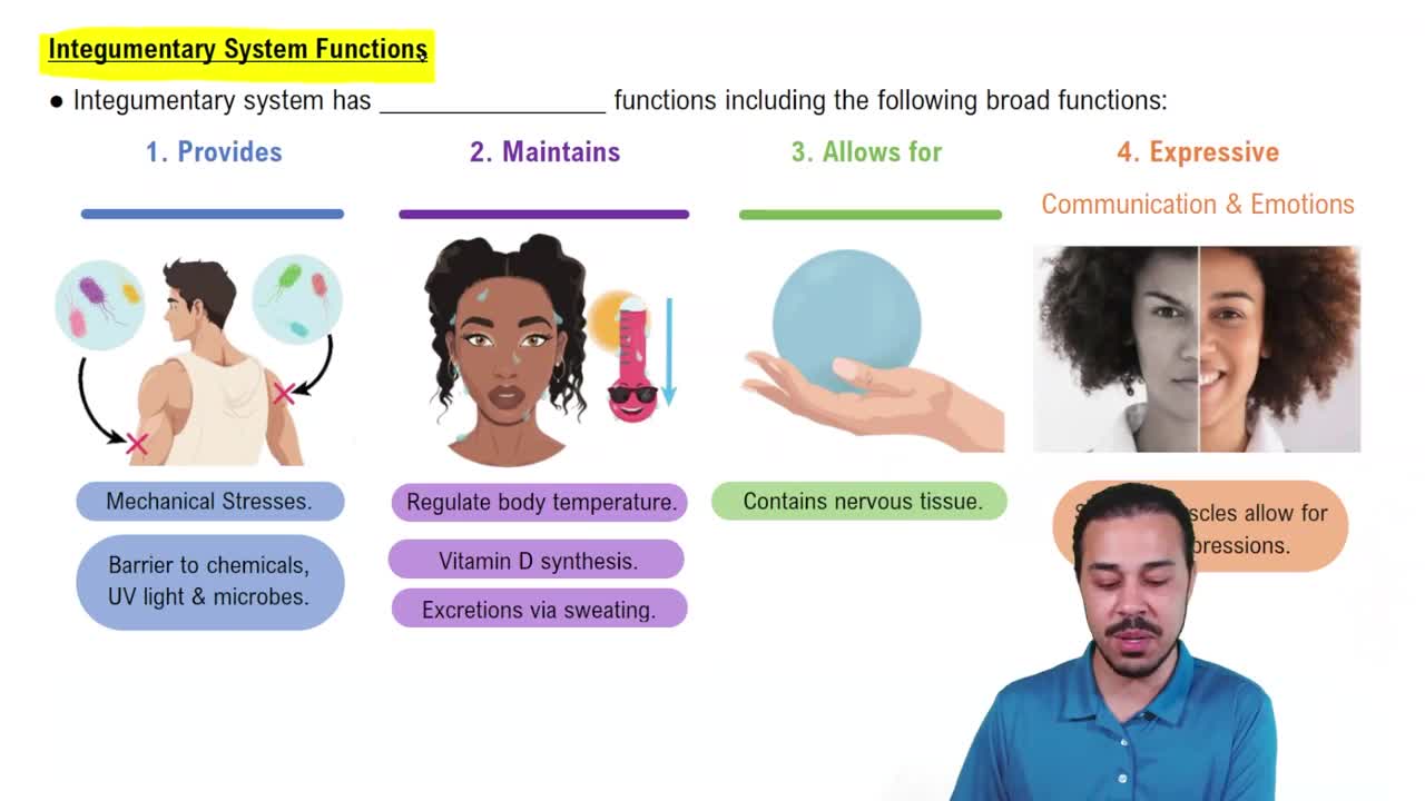 Integumentary System Functions