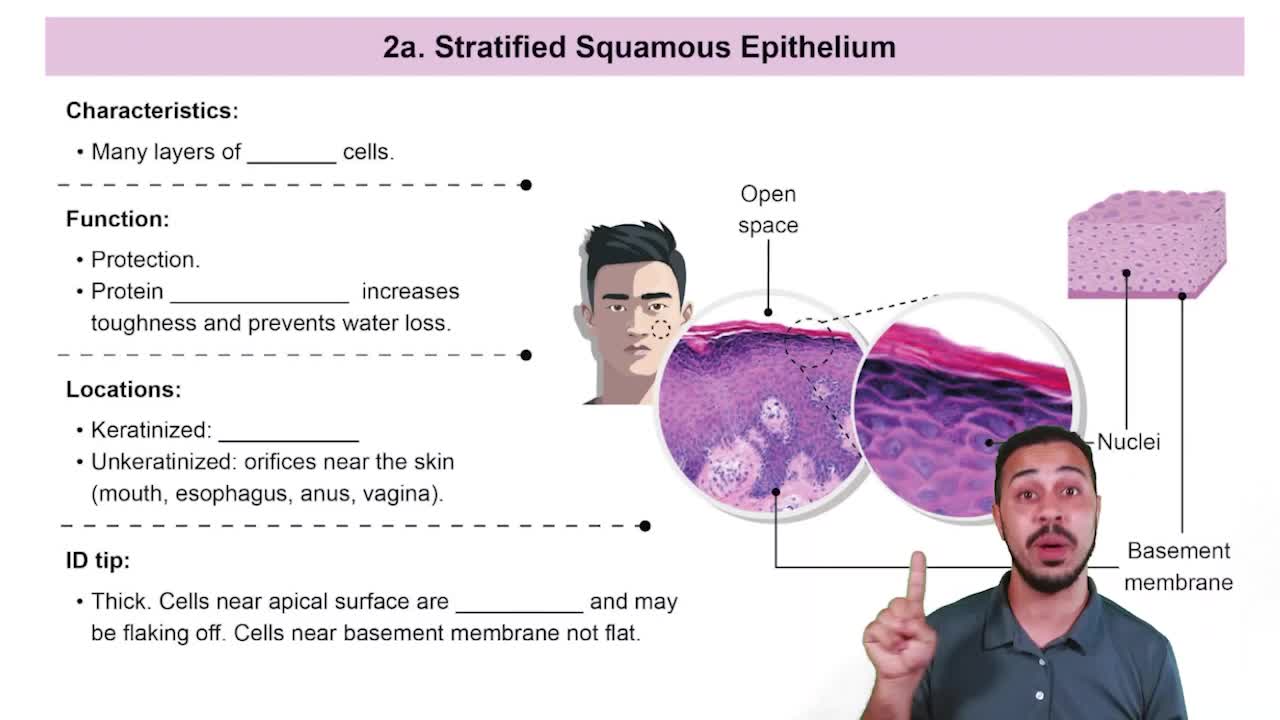 Stratified Squamous Epithelia