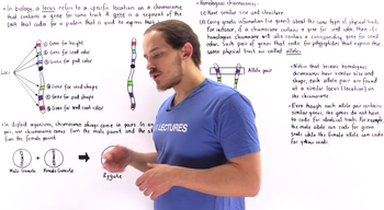 Genes, Alleles and Loci on Chromosomes