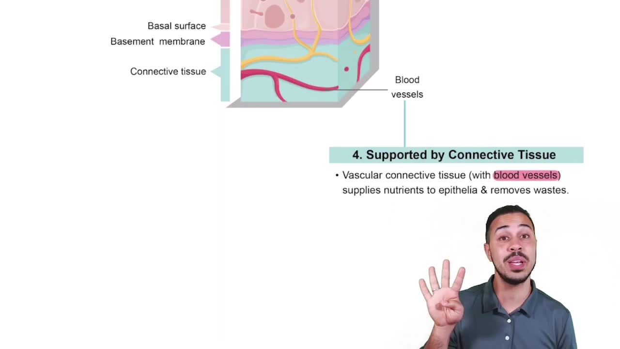 Characteristic 4: Supported by Connective Tissue