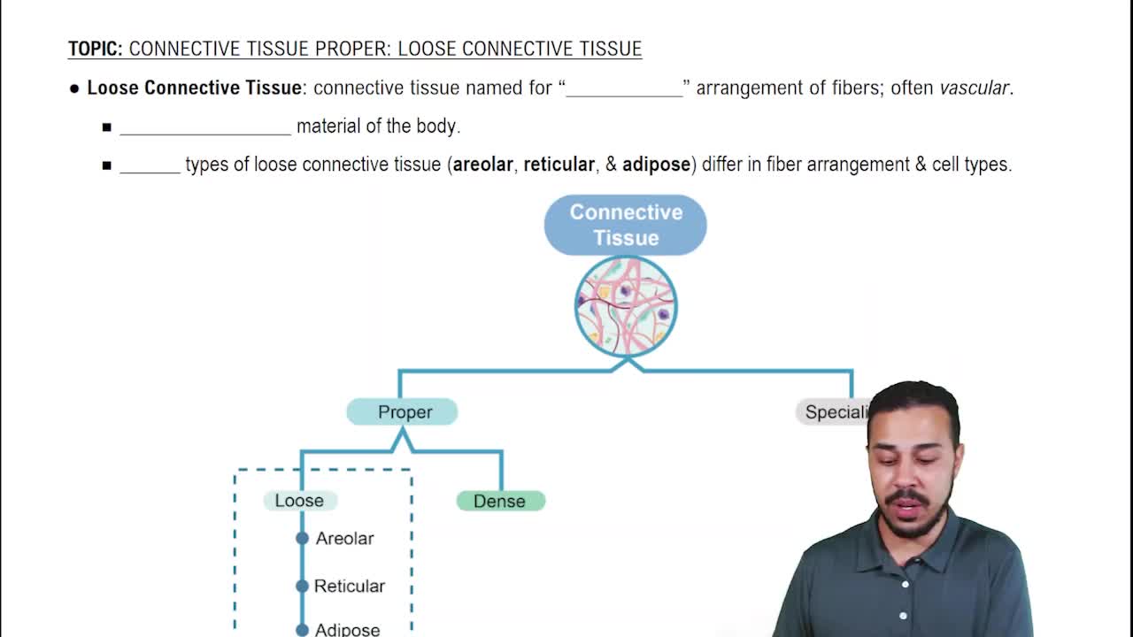 reticular tissue diagram