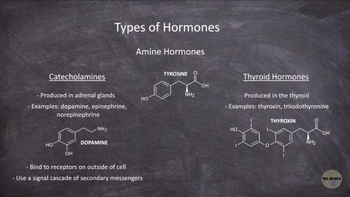 Types of Hormones | Human Physiology