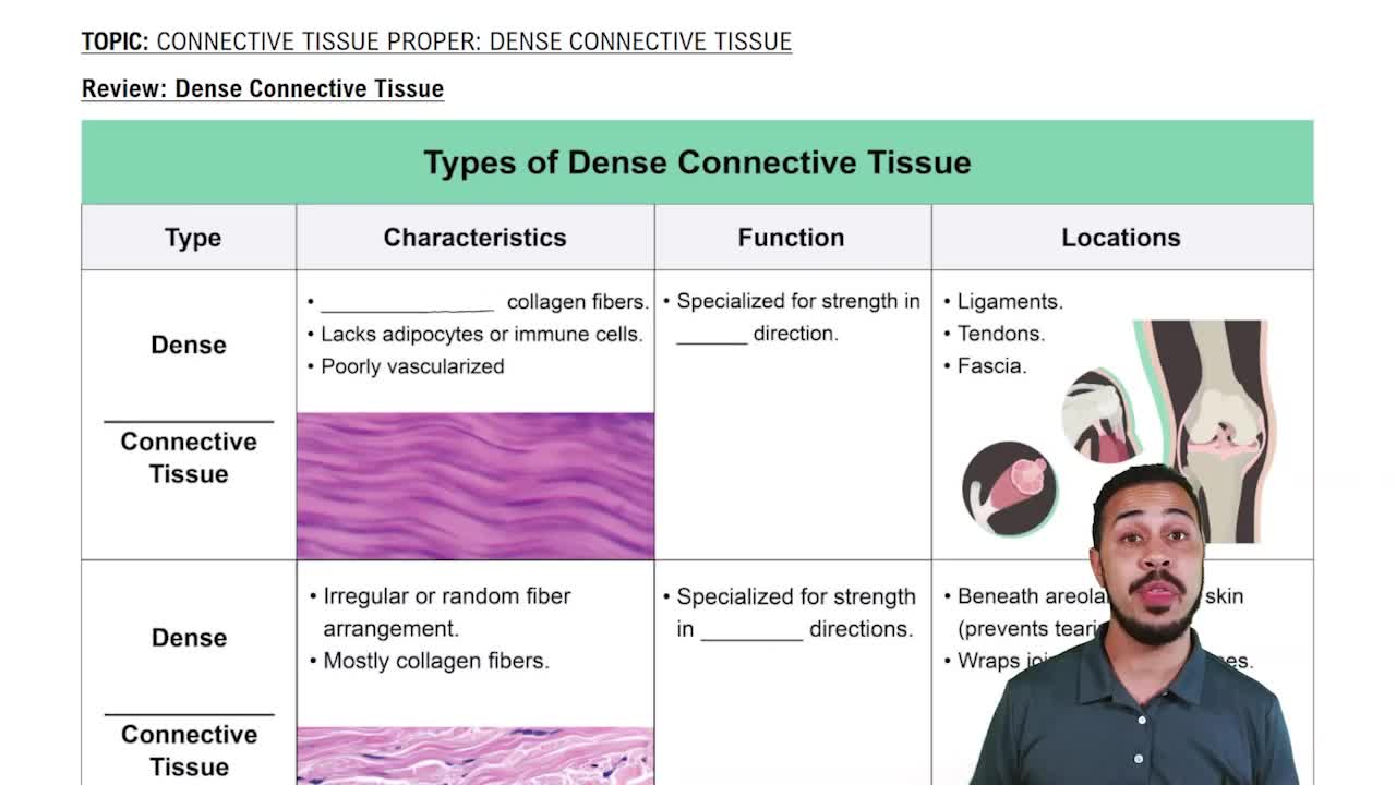 areolar loose connective tissue function