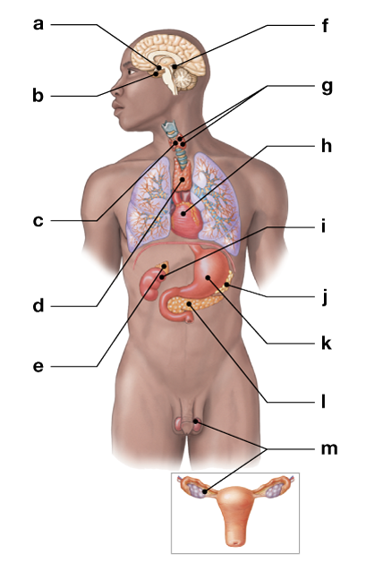 Diagram of a human body highlighting major endocrine glands and tissues with labeled pointers.