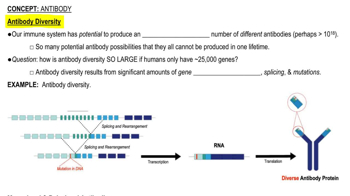 Antibody Diversity