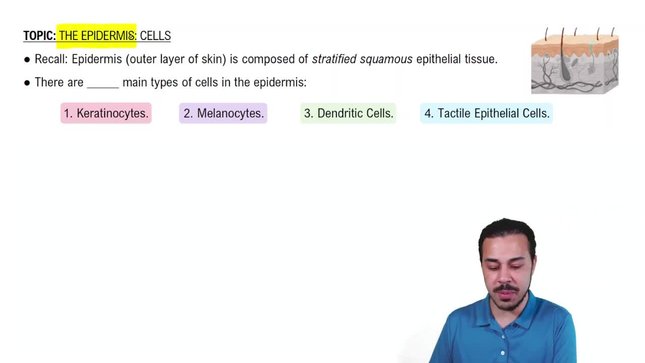 Introduction to Cells of the Epidermis