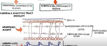 The enteric nervous system