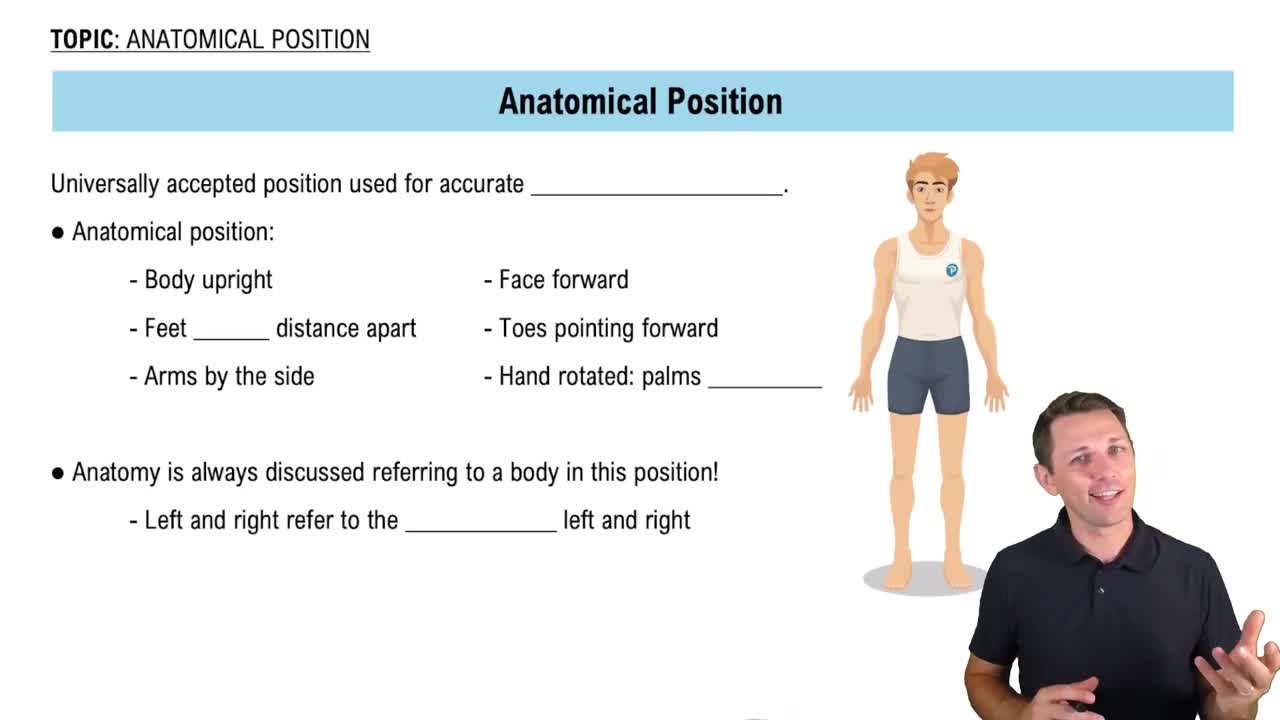 Anatomical Position - Video Tutorials & Practice Problems | Channels for  Pearson+