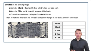 Sliding Filament Theory and the Sacromere Example 3