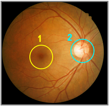 Close-up image of the retina showing two labeled circles identifying the macula (1) and optic disc (2).