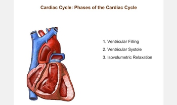 Cardiac Cycle