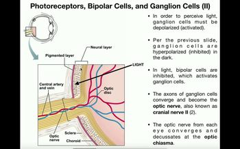 Anatomy - The Visual Pathway to the Brain