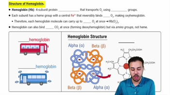 Structure of Hemoglobin