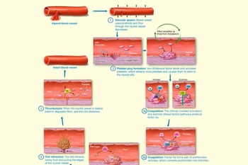 Hemostasis Overview
