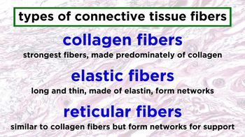 Connective Tissue