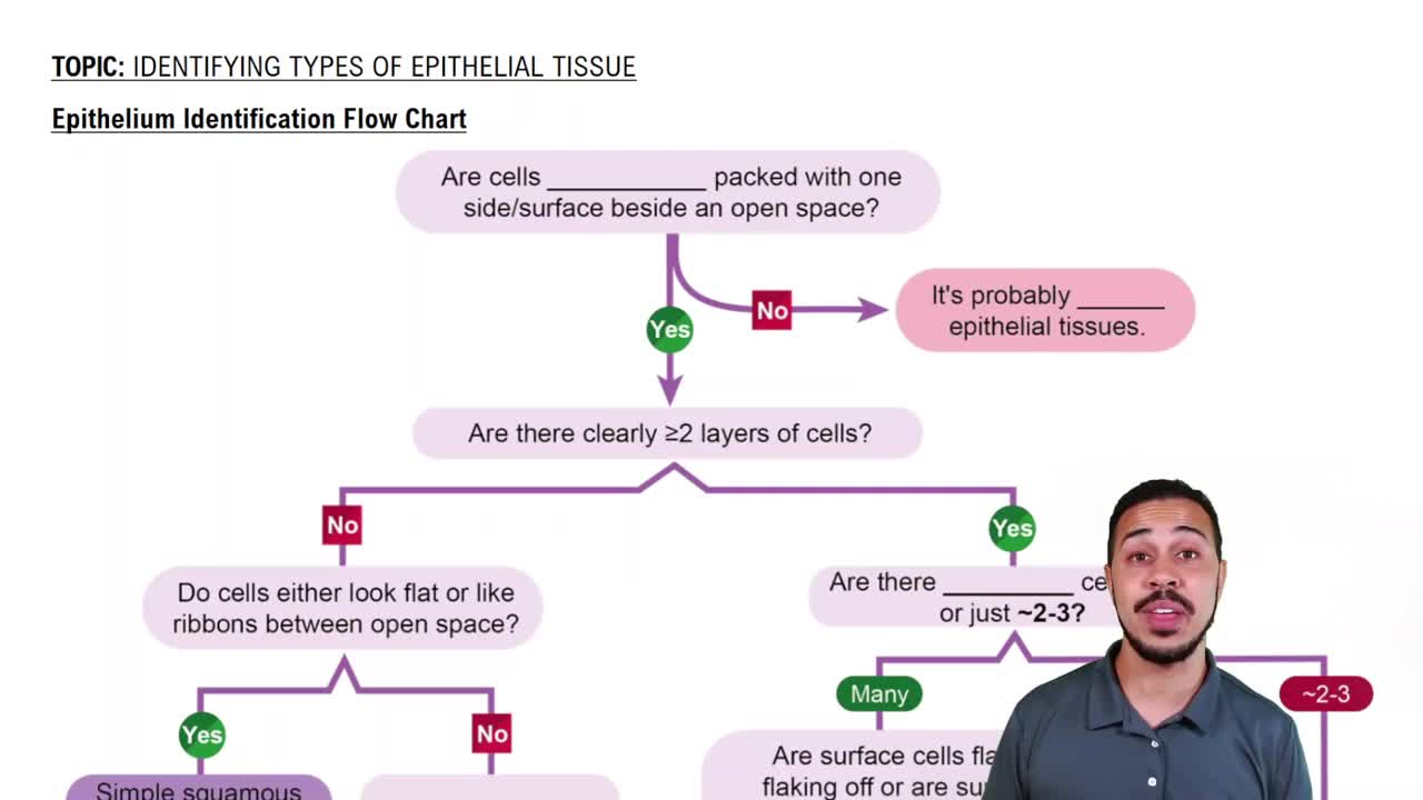 Epithelium Identification Flow Chart