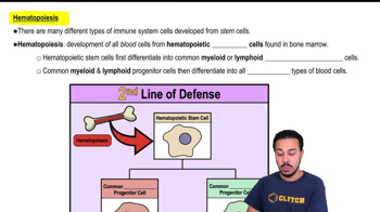 Hematopoeisis