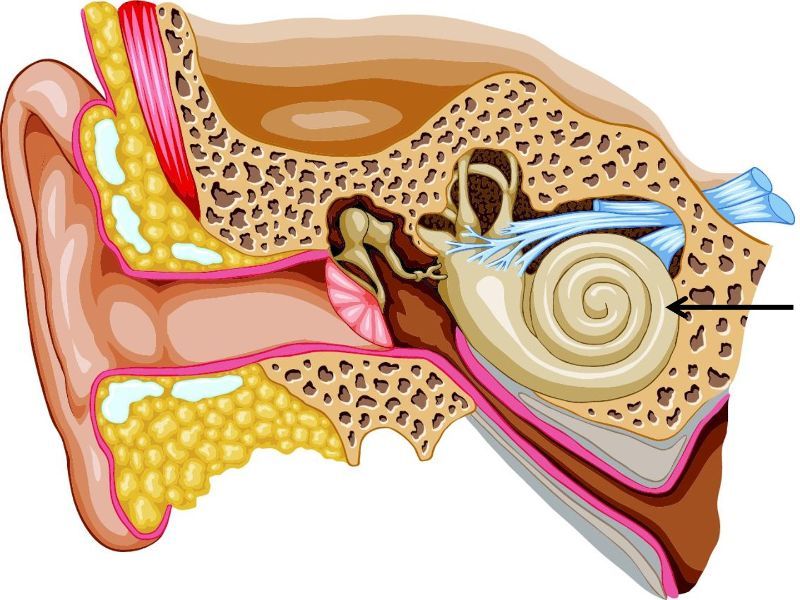 Parts of human ear