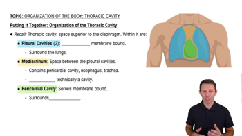 Organization of the Thoracic Cavity