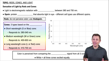 Sensation of Light by Rods and Cones