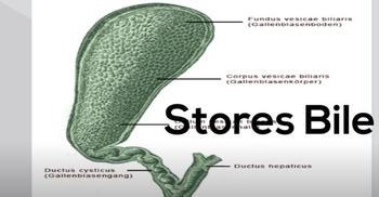 What does the gallbladder do?