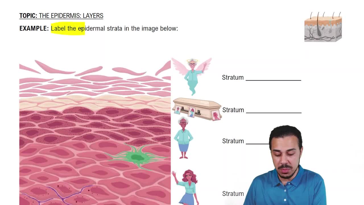 The Epidermis: Layers Example 2