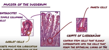 Small Intestine Histology