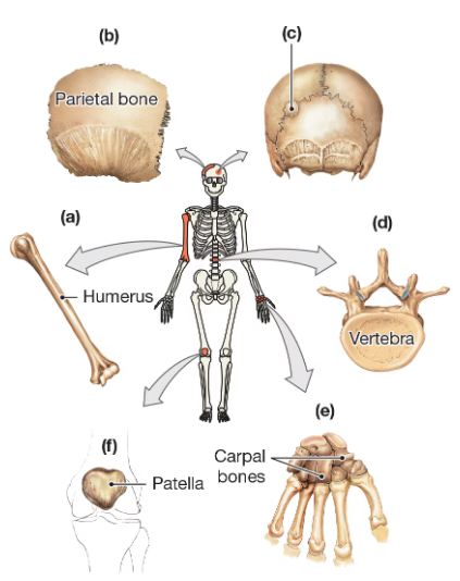 Diagram of a human skeleton with labeled bones including humerus, parietal bone, vertebra, carpal bones, and patella.