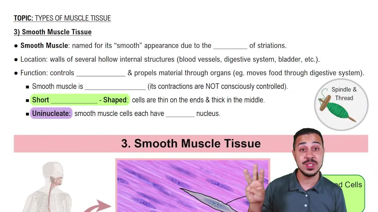 Types of Muscle Tissue - Video Tutorials & Practice Problems