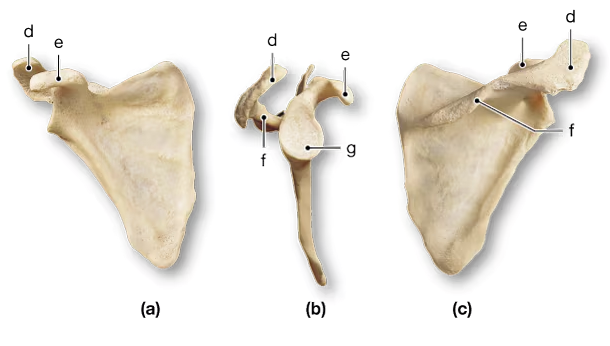 Three labeled views of a scapula bone showing specific anatomical landmarks marked d through g.