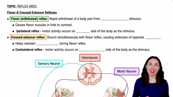 Flexor & Crossed-Extensor Reflexes