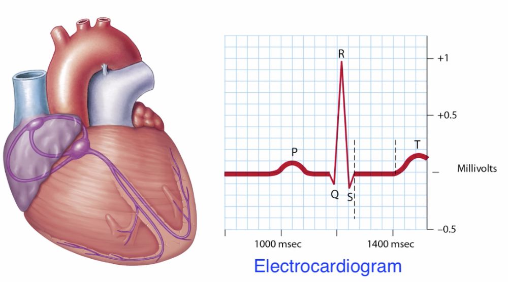 cardiac conduction system and its relationship with ecg