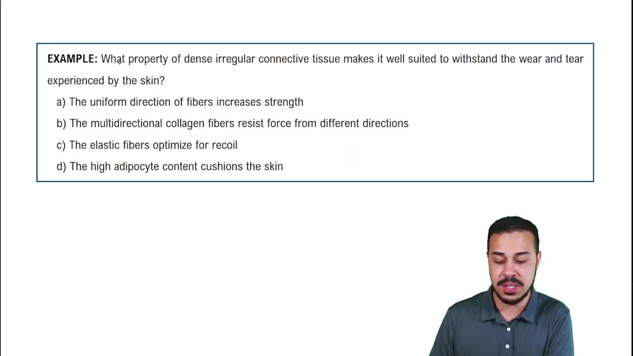 Connective Tissue Proper: Dense Connective Tissue Example 2