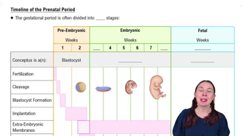 Timeline of the Prenatal Period