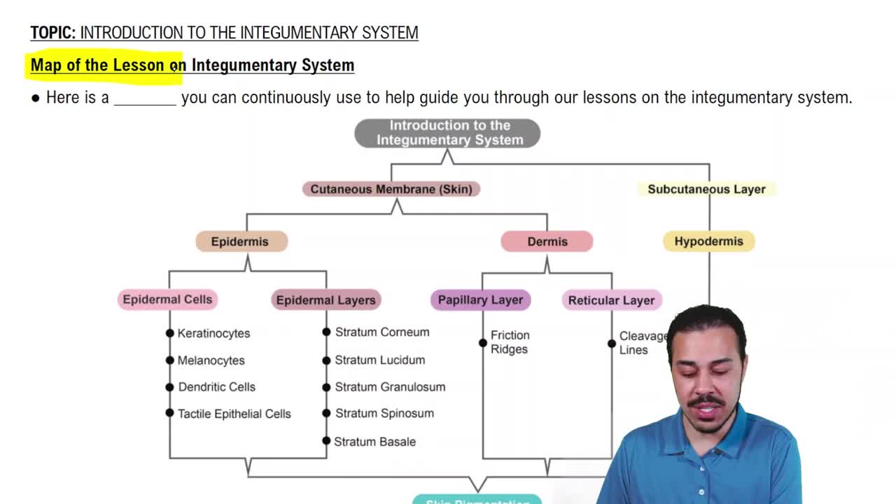 Map of the Lesson on Integumentary System