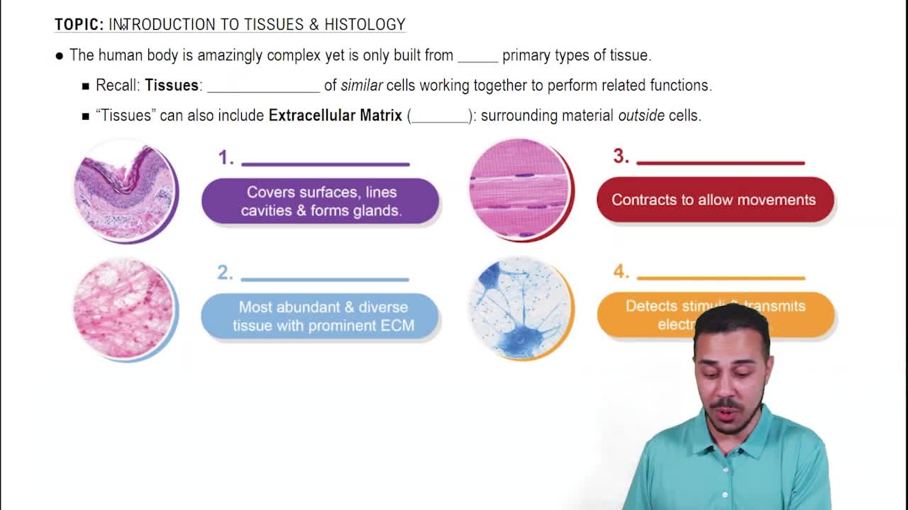 Intro to Human Tissues