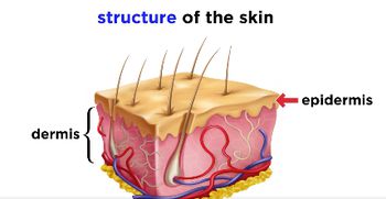 The Integumentary System